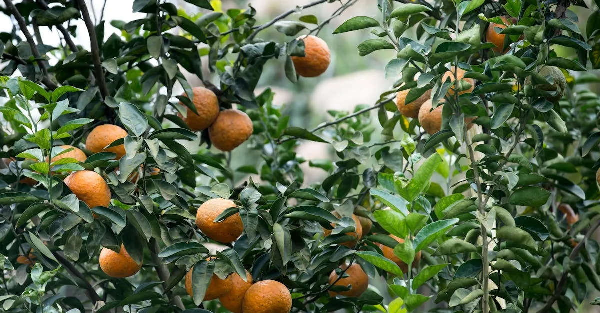 découvrez les bienfaits et la saveur unique de la mandarine, un agrume riche en vitamines et parfait pour une collation saine et rafraîchissante.
