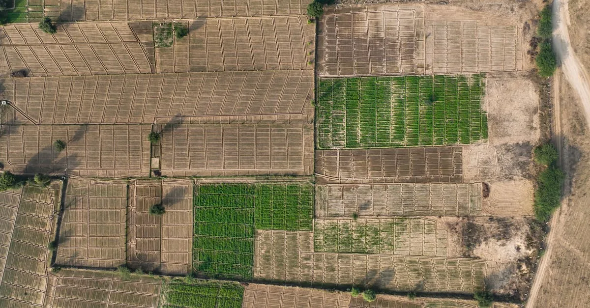 découvrez les techniques modernes de culture du cidre de gomme pour optimiser votre production et garantir une récolte de qualité.