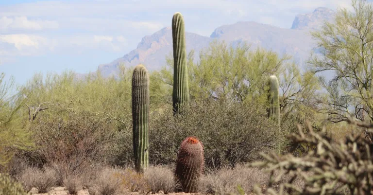 découvrez tout ce qu'il faut savoir sur la mérule, ou dry rot, un champignon destructeur du bois. apprenez à identifier, prévenir et traiter ce problème pour protéger votre maison efficacement.