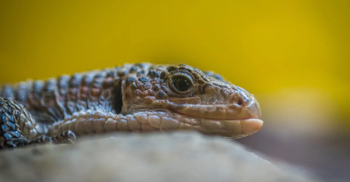 informations détaillées sur les excréments de gecko : identification, implications pour la santé et conseils de nettoyage efficaces.