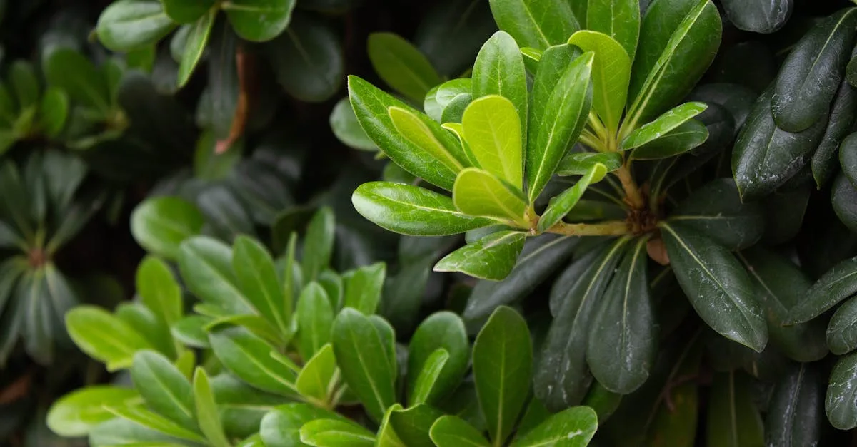 découvrez le pittosporum, un arbuste décoratif idéal pour vos jardins et haies, apprécié pour son feuillage dense et ses fleurs parfumées.