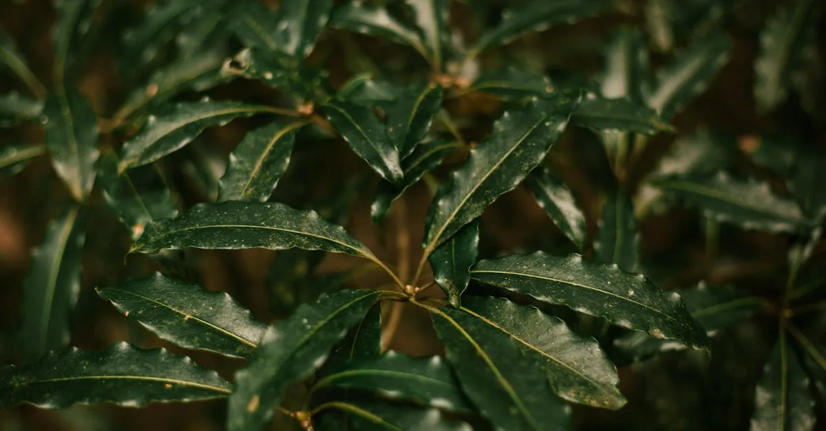 découvrez le pittosporum, un arbuste ornemental apprécié pour son feuillage dense et brillant, idéal pour haies et jardins. facile à entretenir, il apporte une touche d'élégance et de verdure à votre espace extérieur.