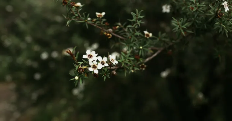 découvrez notre petit arbuste persistant, idéal pour apporter une touche de verdure toute l'année à votre jardin grâce à sa taille compacte et son feuillage durable.