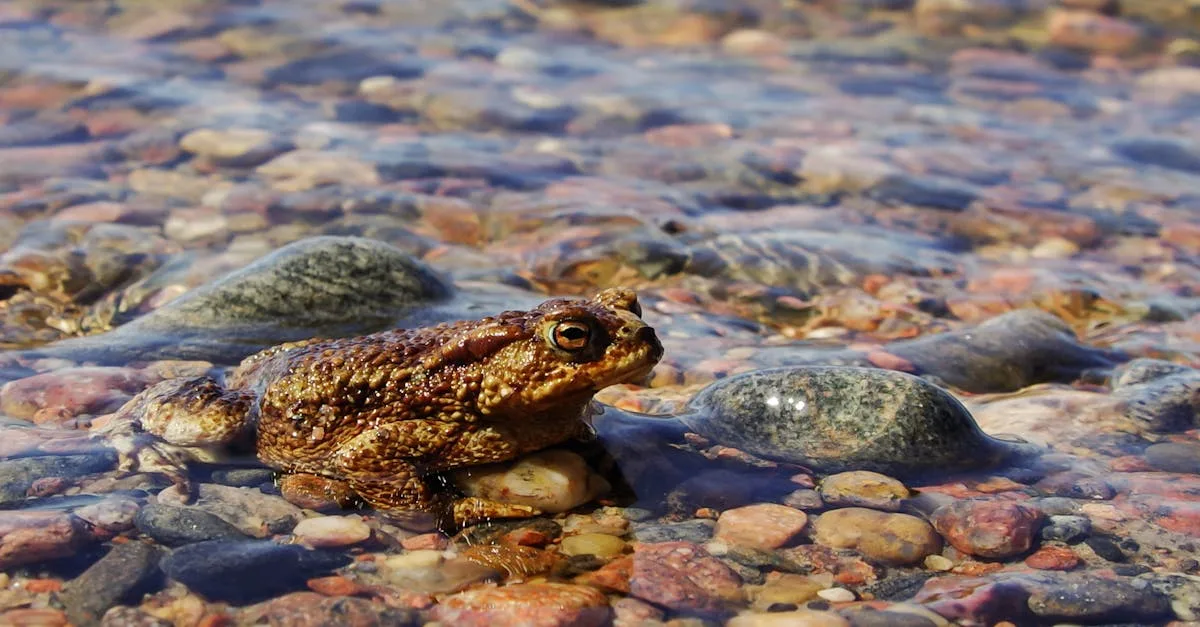 découvrez tout sur les excréments de crapaud : identification, caractéristiques et impact sur l'environnement.