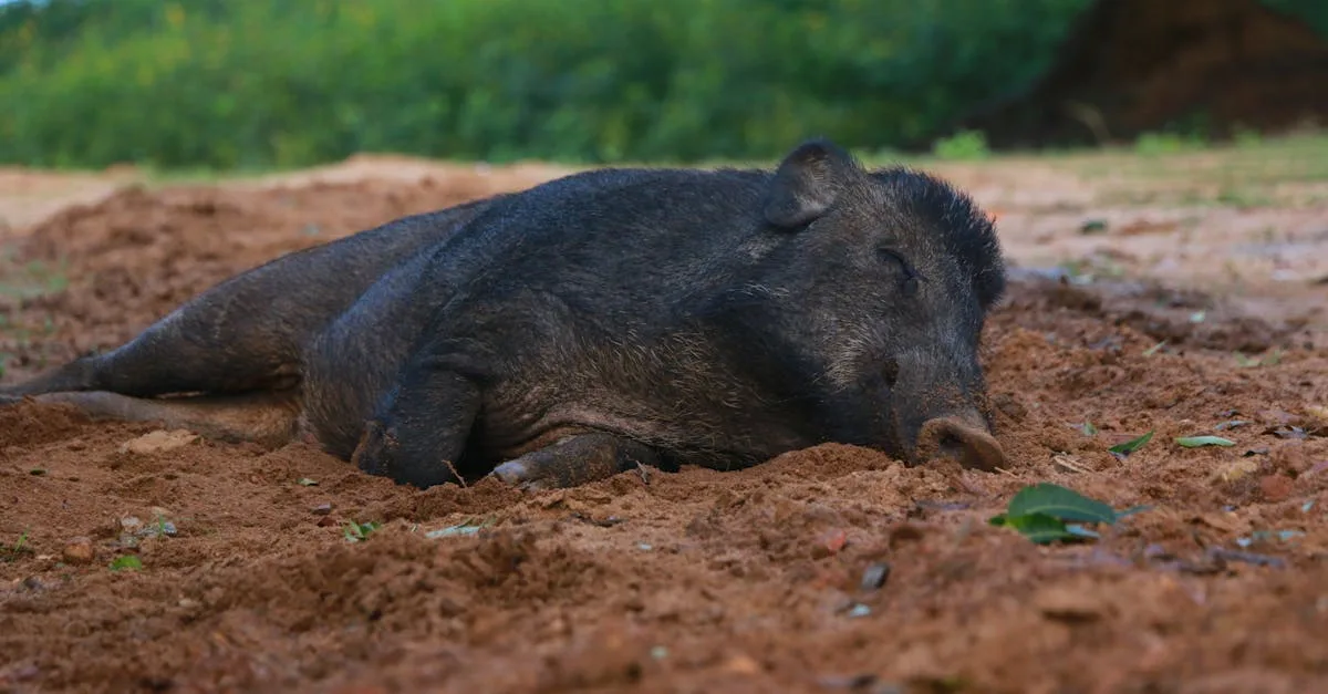 découvrez tout sur les crottes de sanglier : identification, caractéristiques et impact sur l'environnement.
