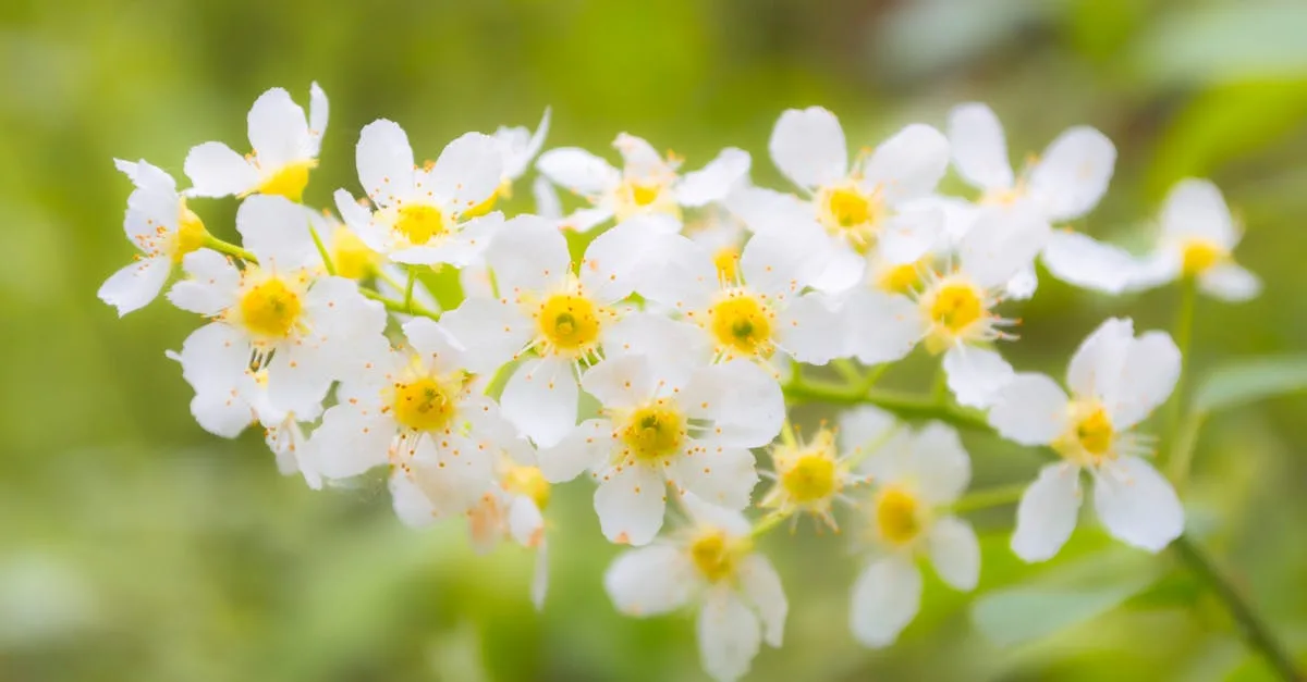 découvrez hackberry, un endroit unique offrant une expérience riche en nature et culture. explorez ses paysages fascinants et profitez d'activités variées pour tous les âges.