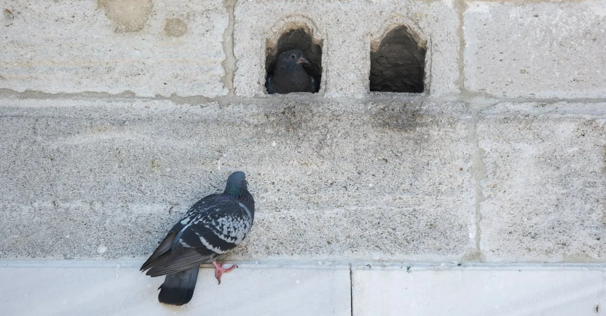 découvrez la signification du nid de pigeon et son symbolisme dans différentes cultures.