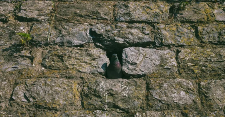 découvrez la signification spirituelle et symbolique du nid de pigeon, un symbole de protection, d'harmonie et de renouveau.