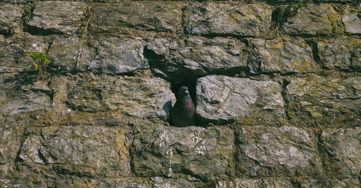 découvrez la signification spirituelle et symbolique du nid de pigeon, un symbole de protection, d'harmonie et de renouveau.