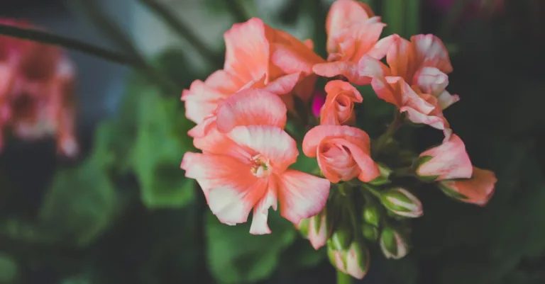 apprenez à prendre soin de votre géranium avec nos conseils simples et efficaces pour un jardin fleuri et en pleine santé toute l'année.