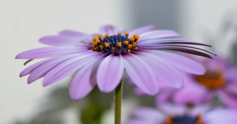 découvrez omegasafti, votre partenaire de confiance en immobilier pour acheter, vendre ou investir avec sérénité.