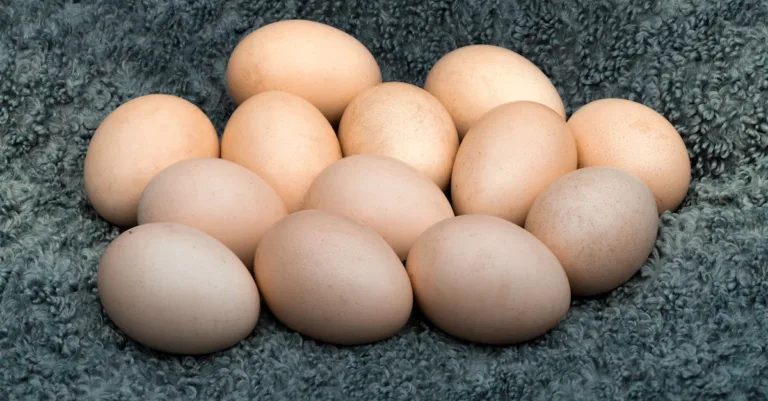 découvrez notre avis complet sur la casserole royal vkb : qualité, performance et design pour vos besoins culinaires.