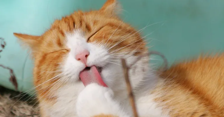 découvrez la chatière sureflap, la solution intelligente pour donner à votre chat accès sécurisé et contrôlé à l'extérieur, tout en empêchant l'entrée des autres animaux.