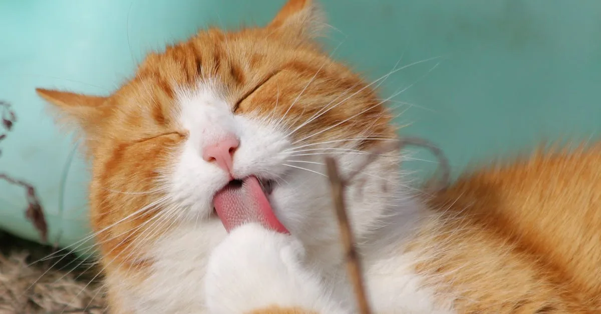 découvrez la chatière sureflap, la solution intelligente pour donner à votre chat accès sécurisé et contrôlé à l'extérieur, tout en empêchant l'entrée des autres animaux.