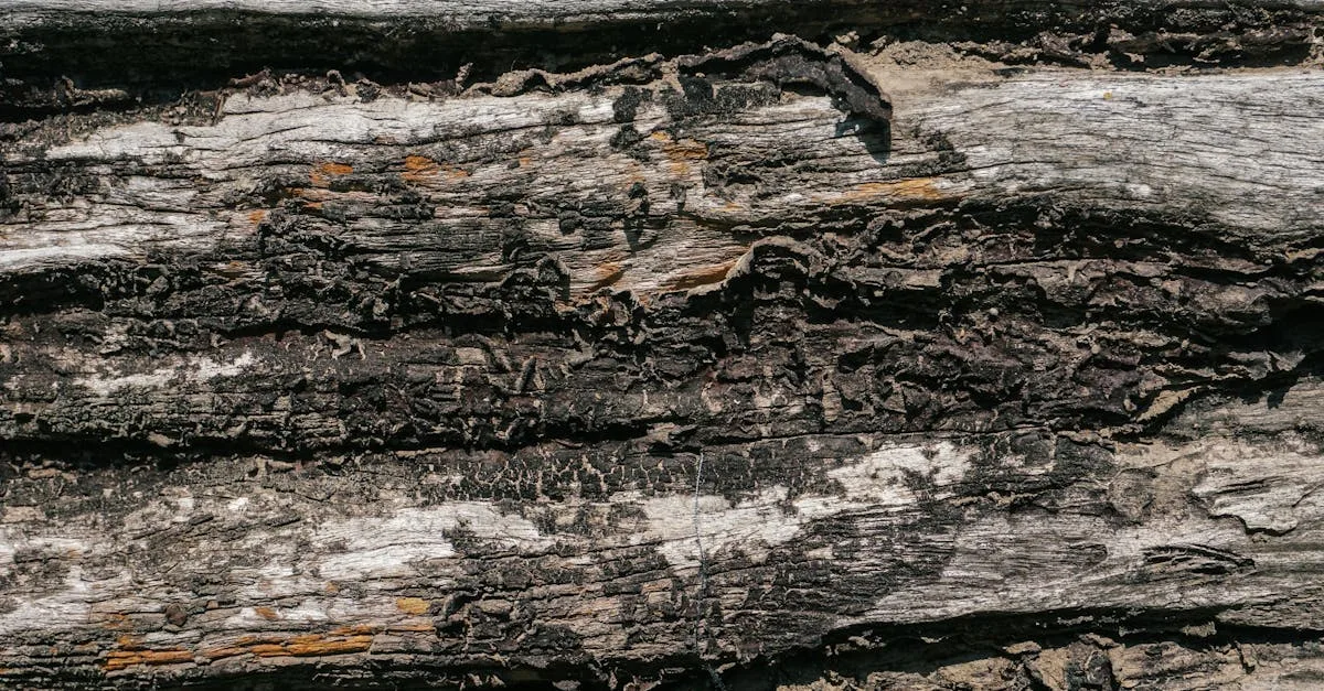 détection de la mérule : méthodes efficaces pour identifier et prévenir les dégâts du bois causés par la pourriture sèche.