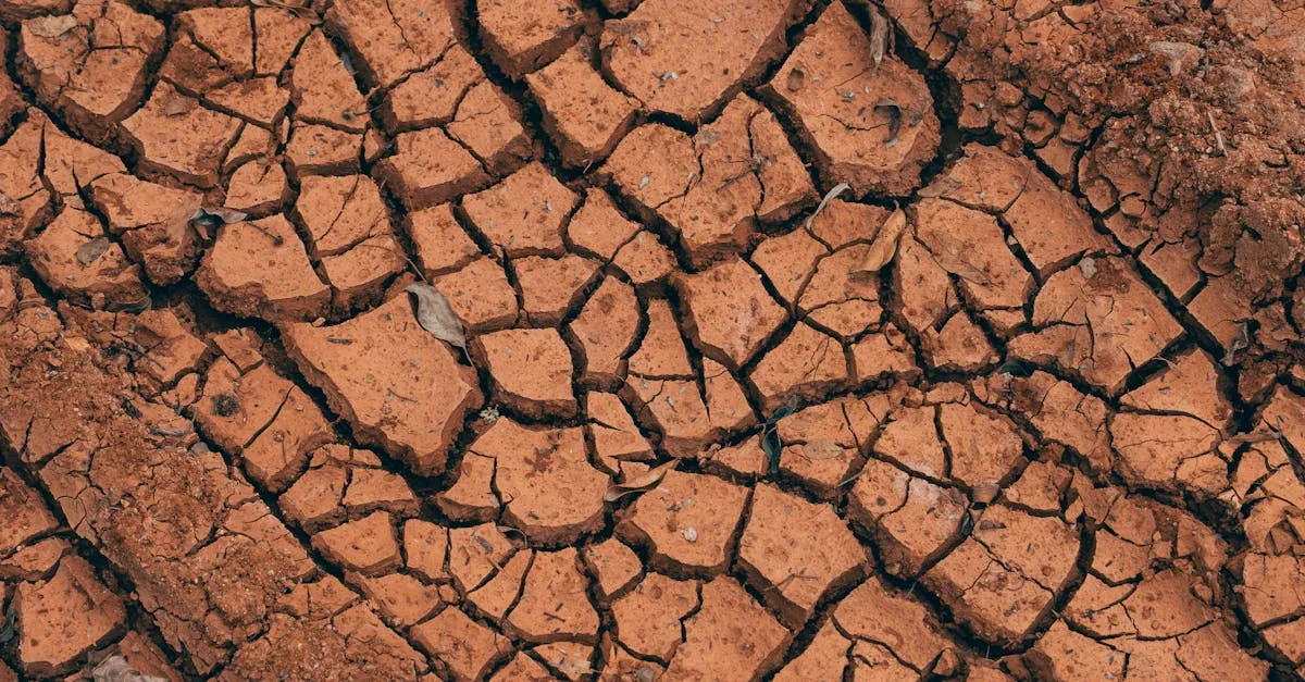 découvrez tout sur le sol : composition, types, importance pour l'environnement et l'agriculture.