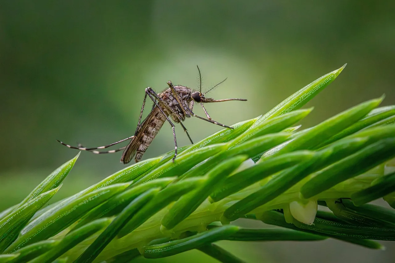Se débarrasser des moustiques dans son jardin