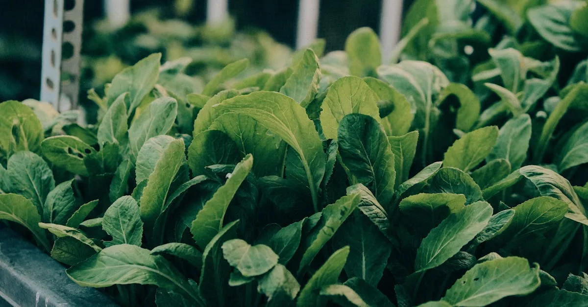 découvrez l'aquaponie, une méthode durable combinant aquaculture et hydroponie pour cultiver des plantes et élever des poissons de manière écologique et efficace.