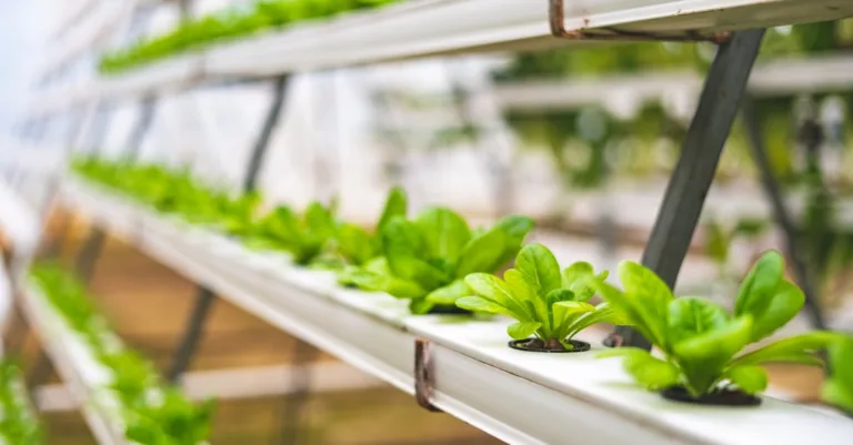 découvrez l'aquaponie, une méthode durable combinant aquaculture et hydroponie pour cultiver plantes et poissons de manière écologique et efficace.