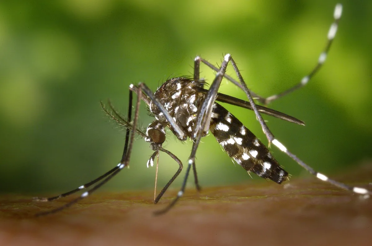 Se débarrasser des moustiques dans son jardin