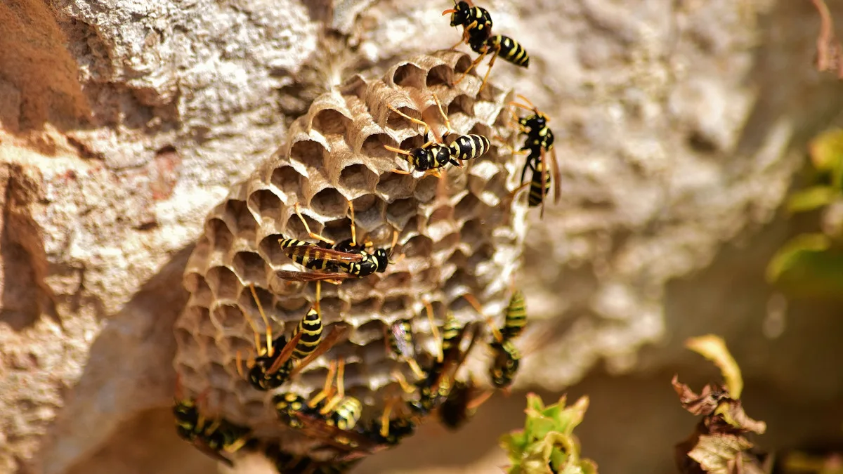 plusieurs frelons fabriquent un nid posé sur un arbre