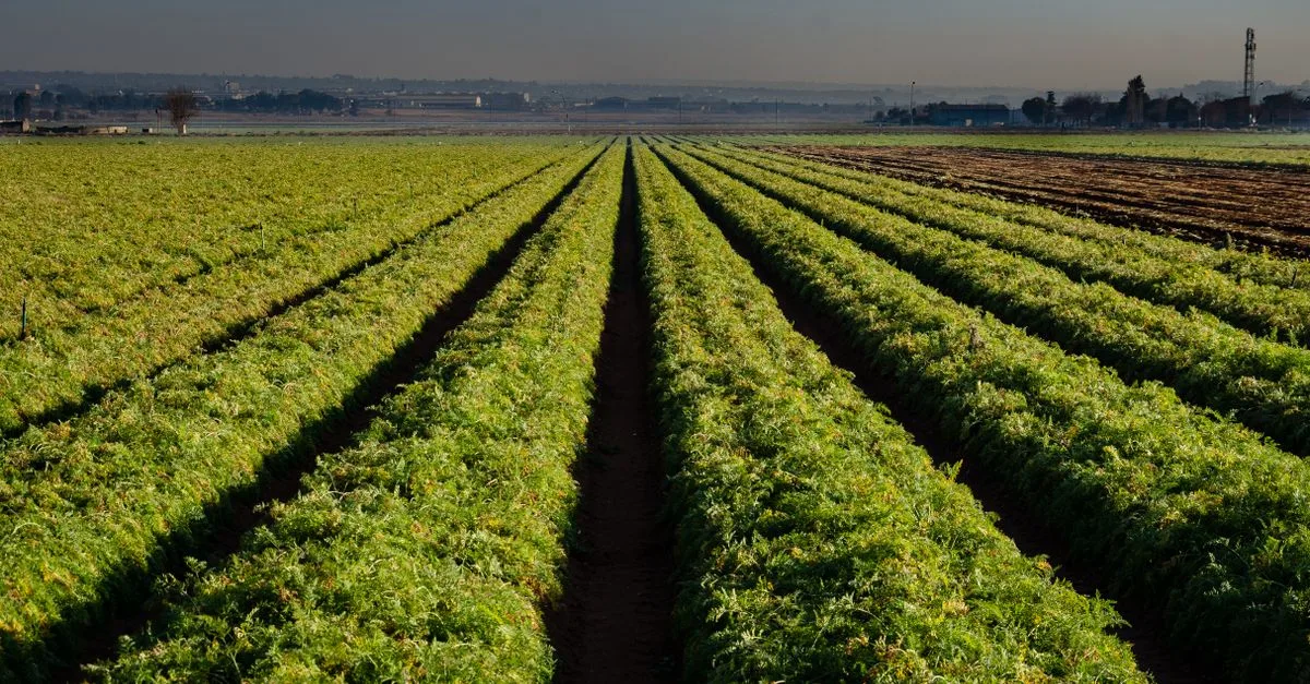 découvrez les pratiques d'agriculture durable pour préserver l'environnement, favoriser la biodiversité et assurer une production alimentaire responsable et durable.