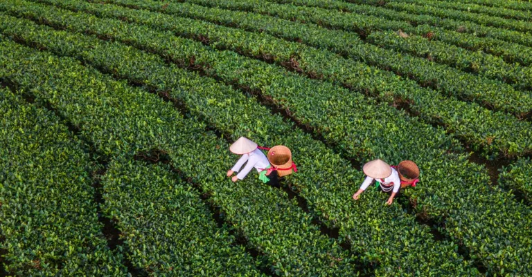 découvrez les pratiques agricoles durables pour préserver l'environnement, promouvoir la biodiversité et garantir une production alimentaire saine et responsable.