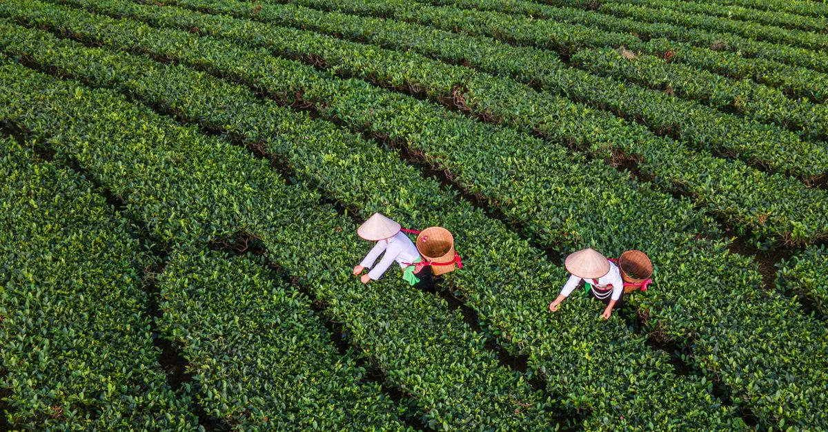 découvrez les pratiques agricoles durables pour préserver l'environnement, promouvoir la biodiversité et garantir une production alimentaire saine et responsable.