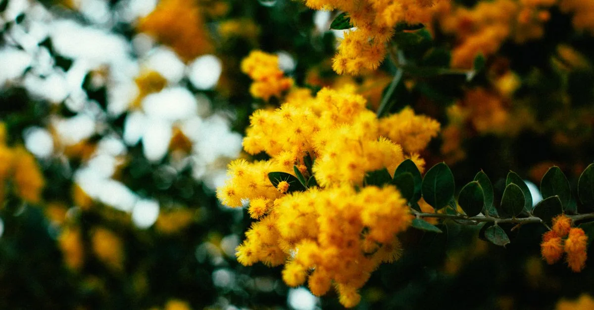 découvrez l'acacia dealbata, un arbre ornemental apprécié pour ses fleurs jaunes parfumées et son feuillage délicat, idéal pour embellir vos jardins.