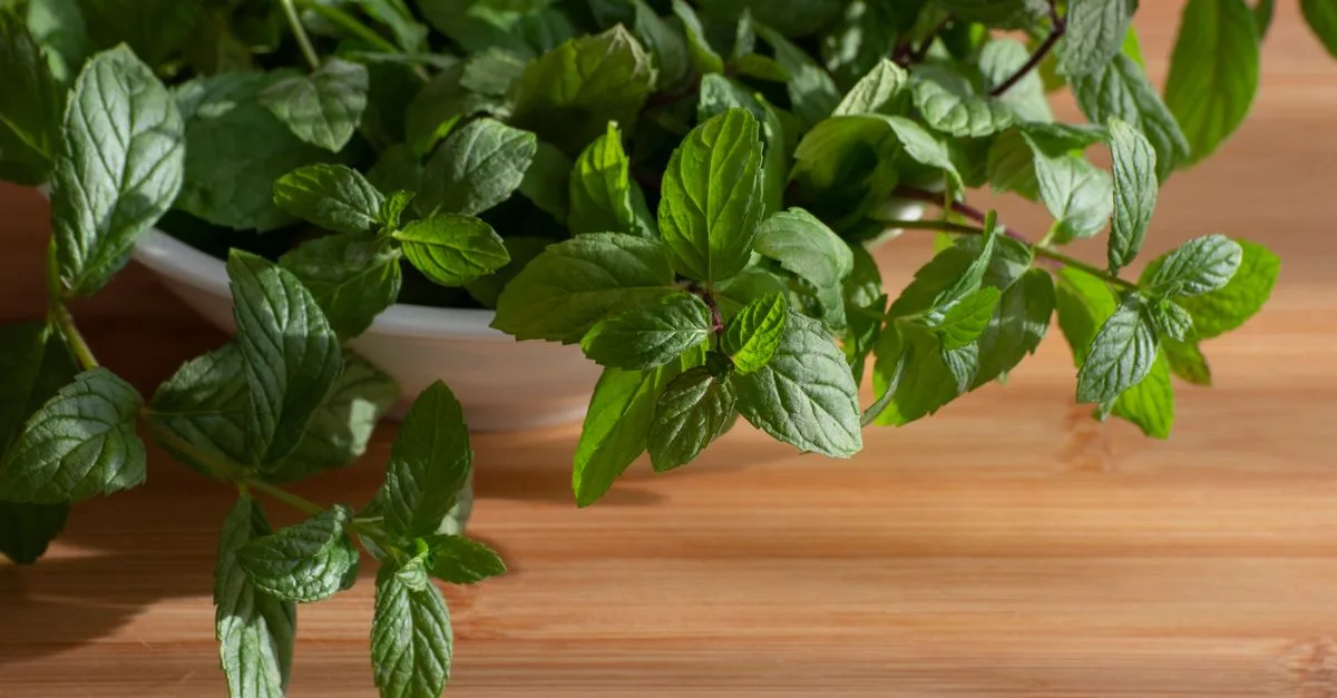 découvrez comment conserver vos herbes fraîches plus longtemps grâce à nos astuces de rangement simples et efficaces.