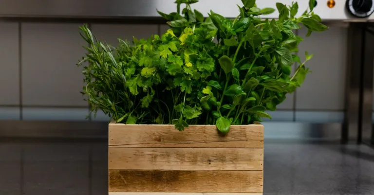découvrez comment conserver vos herbes fraîches plus longtemps avec nos astuces de stockage simples et efficaces.