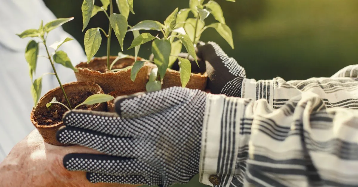 calendrier de plantation : guide pratique pour savoir quand semer, planter et récolter vos légumes et fleurs tout au long de l'année.