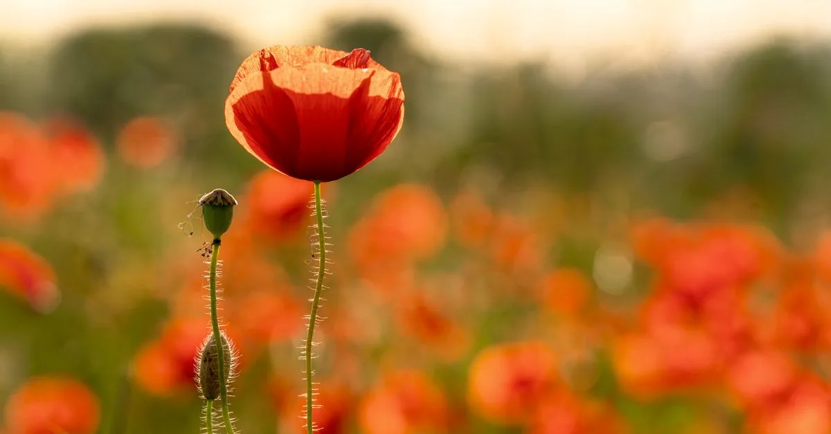 découvrez tout sur le coquelicot : symbolisme, culture et usages de cette fleur emblématique.