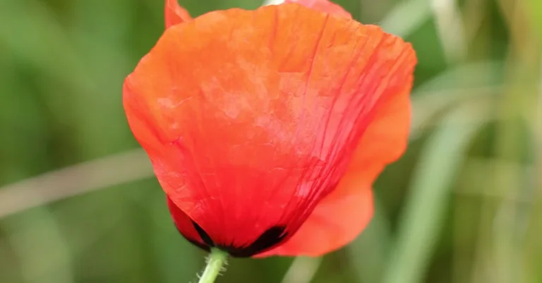 découvrez tout sur le coquelicot : signification, culture et symbolique de cette fleur délicate et colorée.