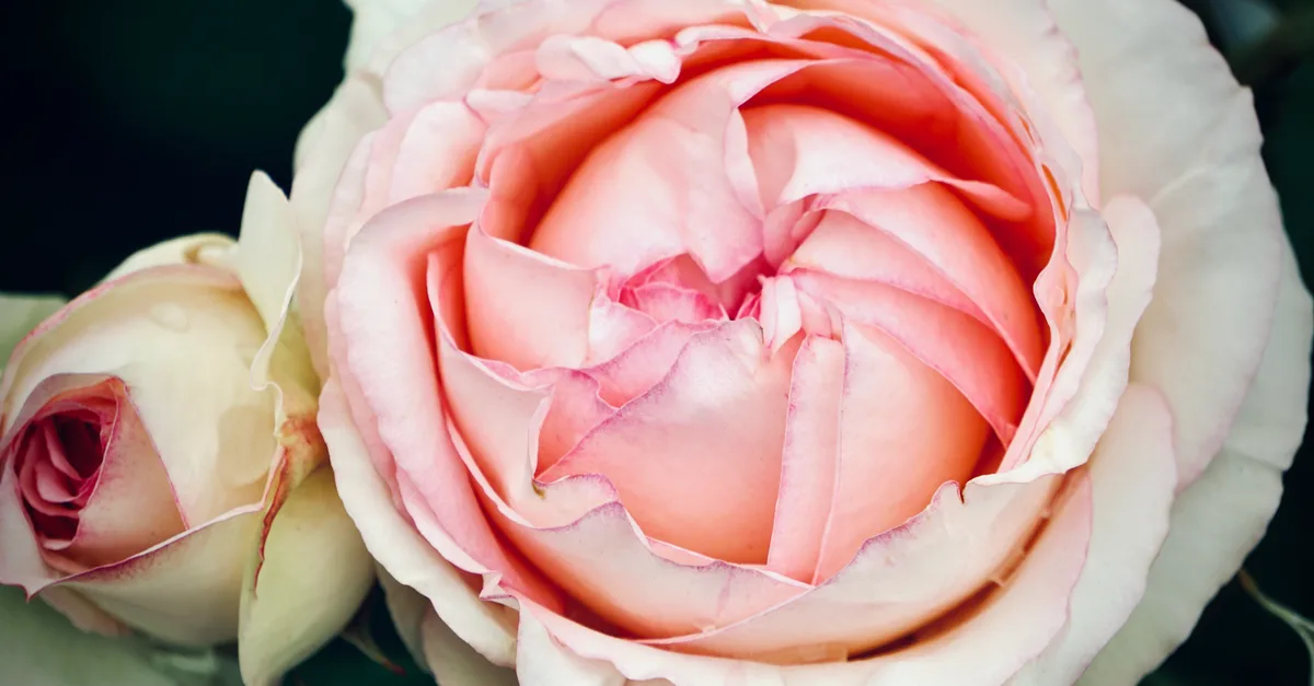 découvrez la beauté intemporelle de la rose, symbole d'amour et d'élégance, parfaite pour toutes les occasions.