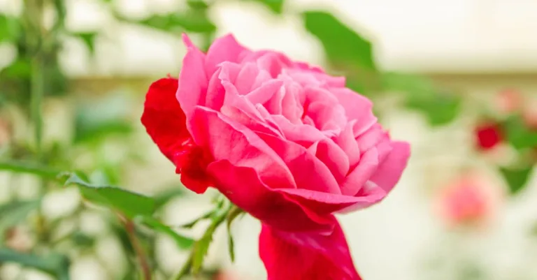 découvrez la beauté intemporelle de la rose, symbole d'amour et de passion, parfaite pour toutes les occasions.