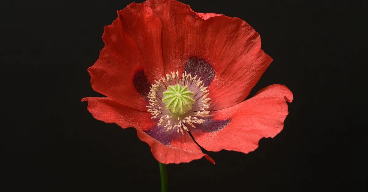 découvrez tout sur le coquelicot, une fleur délicate et symbolique, connue pour sa beauté éclatante et ses nombreuses significations culturelles.