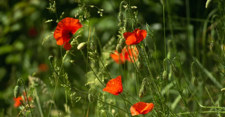 découvrez tout sur le coquelicot, une fleur symbolique aux couleurs vives, souvent associée à la mémoire et à la paix.