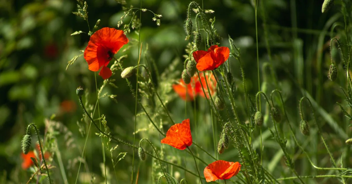 découvrez tout sur le coquelicot, une fleur symbolique aux couleurs vives, souvent associée à la mémoire et à la paix.