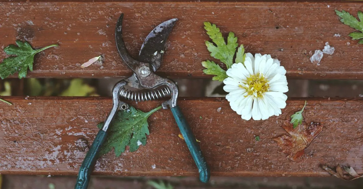 découvrez les techniques essentielles d'élagage pour entretenir vos arbres et arbustes, favoriser leur croissance et améliorer la santé de votre jardin.