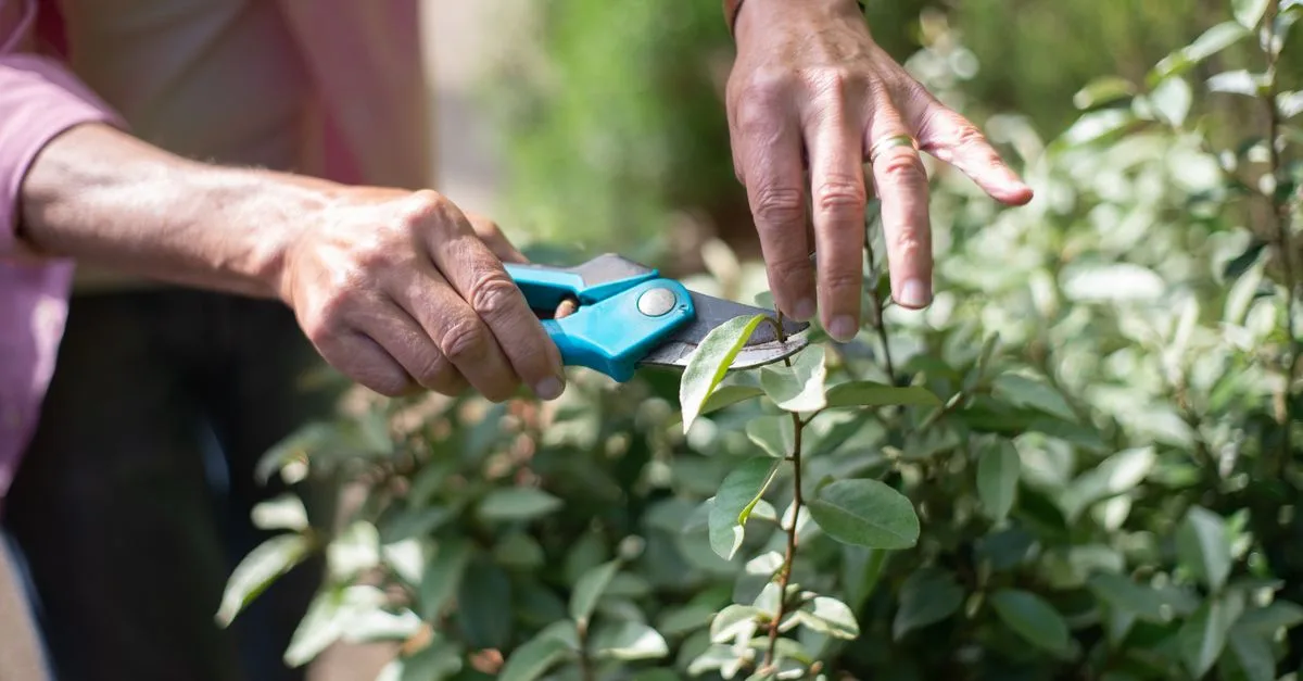 découvrez les techniques essentielles de la taille des plantes pour favoriser leur croissance, améliorer leur santé et embellir votre jardin tout au long de l'année.
