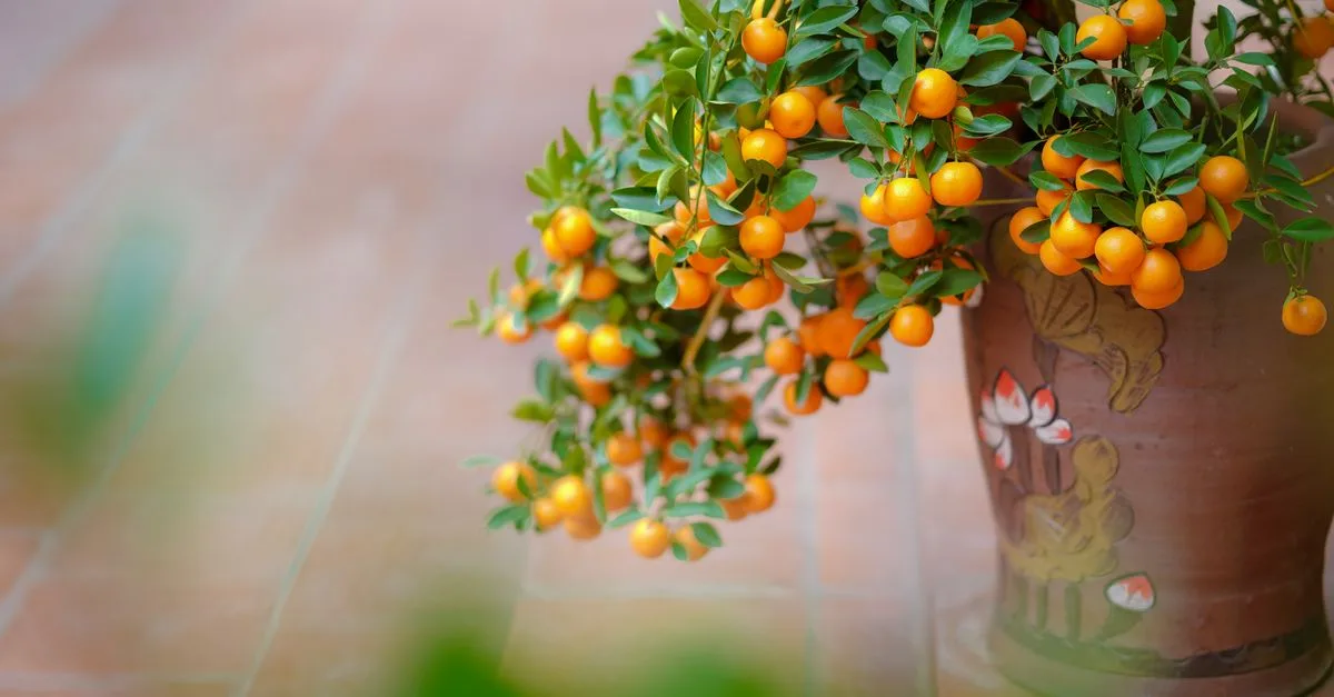 découvrez notre sélection d'arbres pour petits jardins, parfaits pour apporter charme et verdure à votre espace limité.