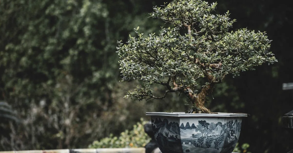 découvrez nos petits arbres de jardin idéaux pour embellir vos espaces extérieurs avec élégance et facilité d'entretien.