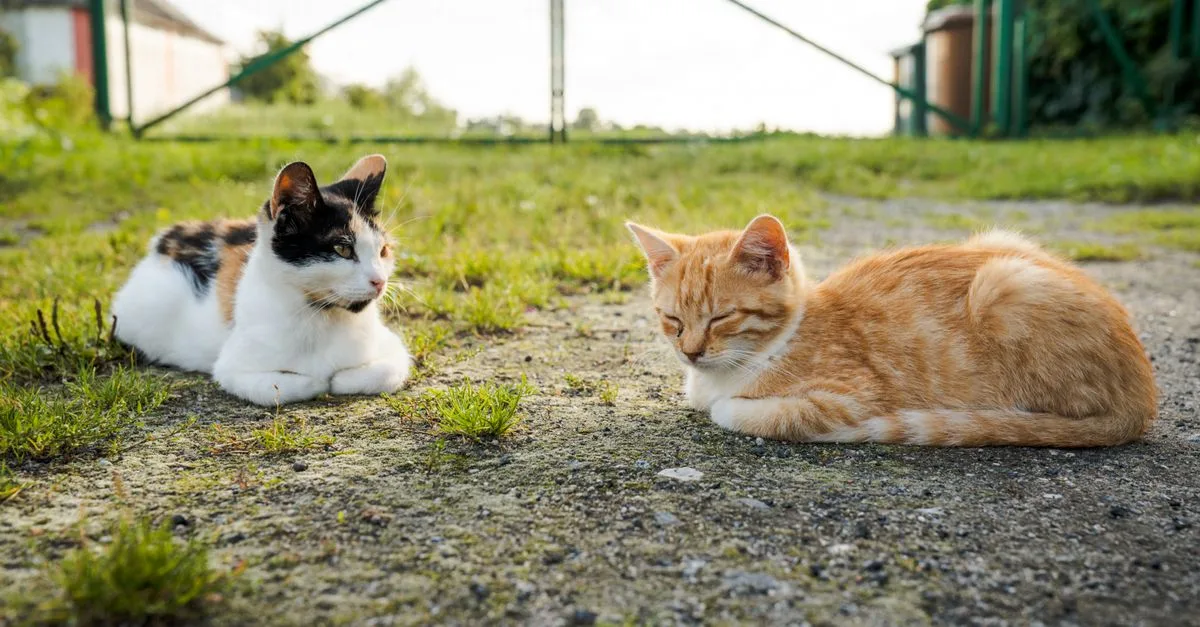 conseils pour la coexistence des chats : astuces pratiques pour assurer une harmonie et un bien-être optimal entre plusieurs chats à la maison.