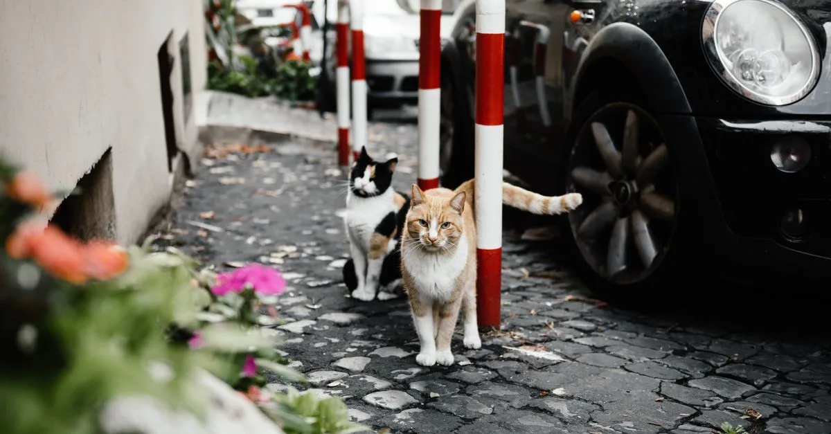 découvrez des conseils pratiques pour favoriser la coexistence harmonieuse entre plusieurs chats et assurer leur bien-être au quotidien.