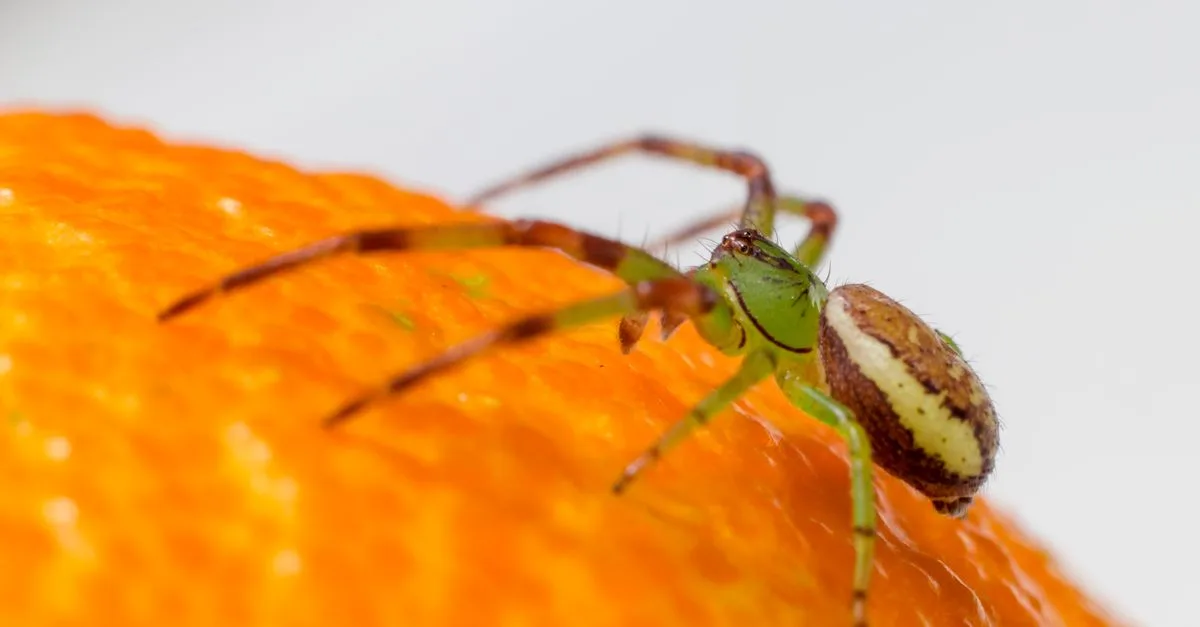 découvrez tout sur l'araignée verte : caractéristiques, habitat, comportement et conseils pour l'observer en toute sécurité.