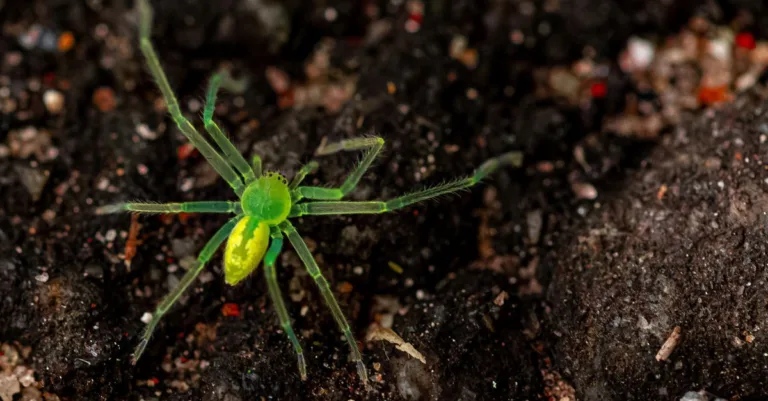 découvrez tout sur l'araignée verte, un fascinant arthropode au camouflage naturel unique, idéal pour les passionnés de nature et d'entomologie.
