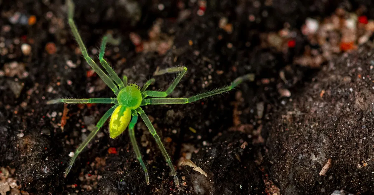 découvrez tout sur l'araignée verte, un fascinant arthropode au camouflage naturel unique, idéal pour les passionnés de nature et d'entomologie.